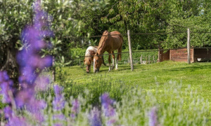 Equestrian properties